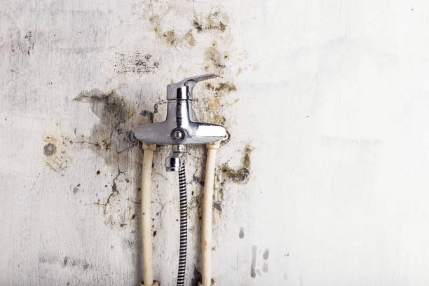 Best Residential Mold Remediation in Woodacre, CA