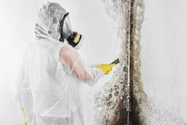 Best Crawl Space Mold Remediation in Woodacre, CA