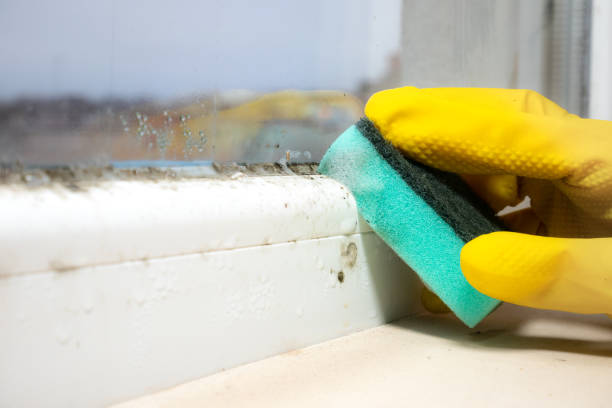 Best Emergency Mold Remediation in Woodacre, CA